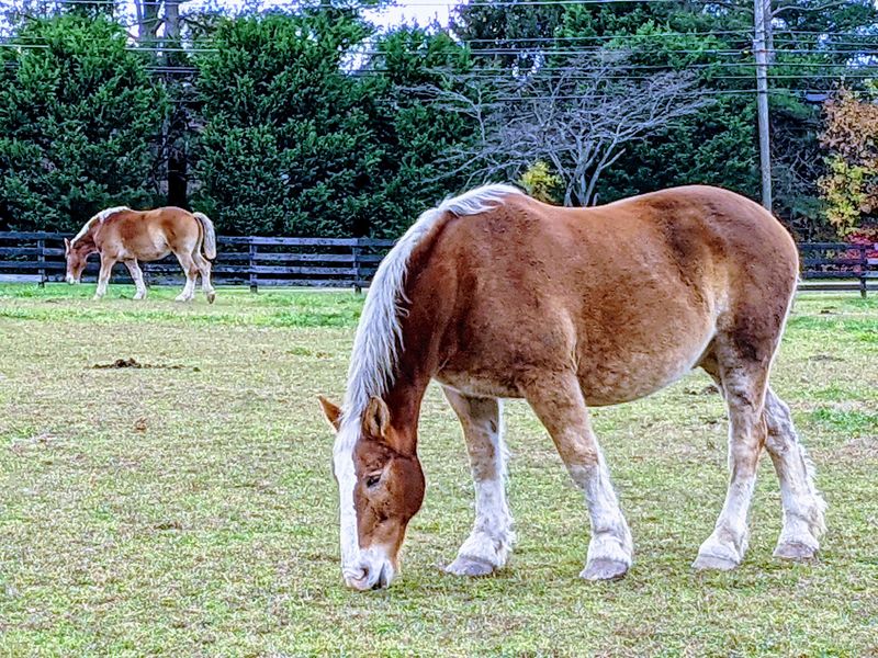 Frying Pan Farm Park, Herndon, Virginia Frying Pan Farm Park, Herndon, Virginia