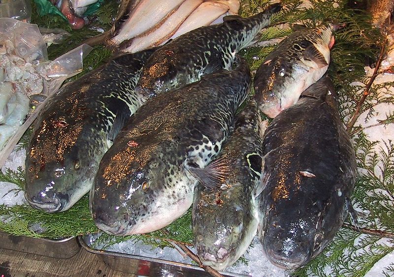 Fugu - Japan Fugu - Japan