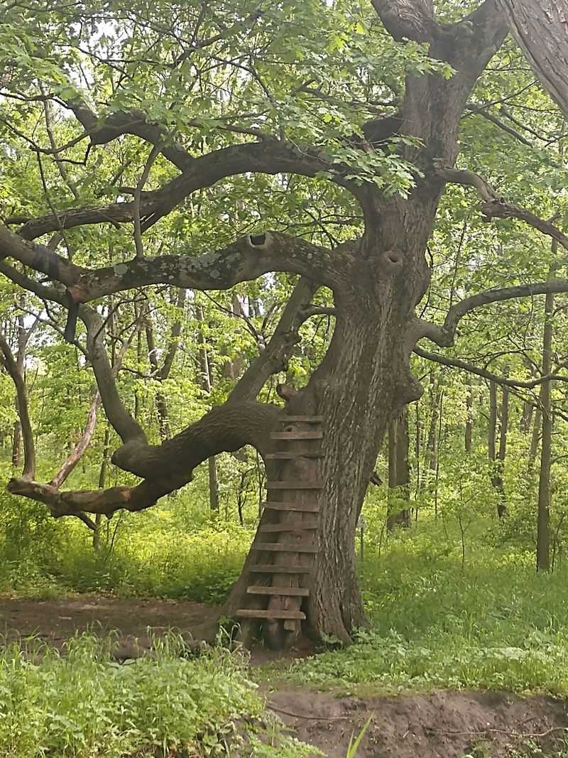 Funks Grove Nature Spaces, McLean, IL