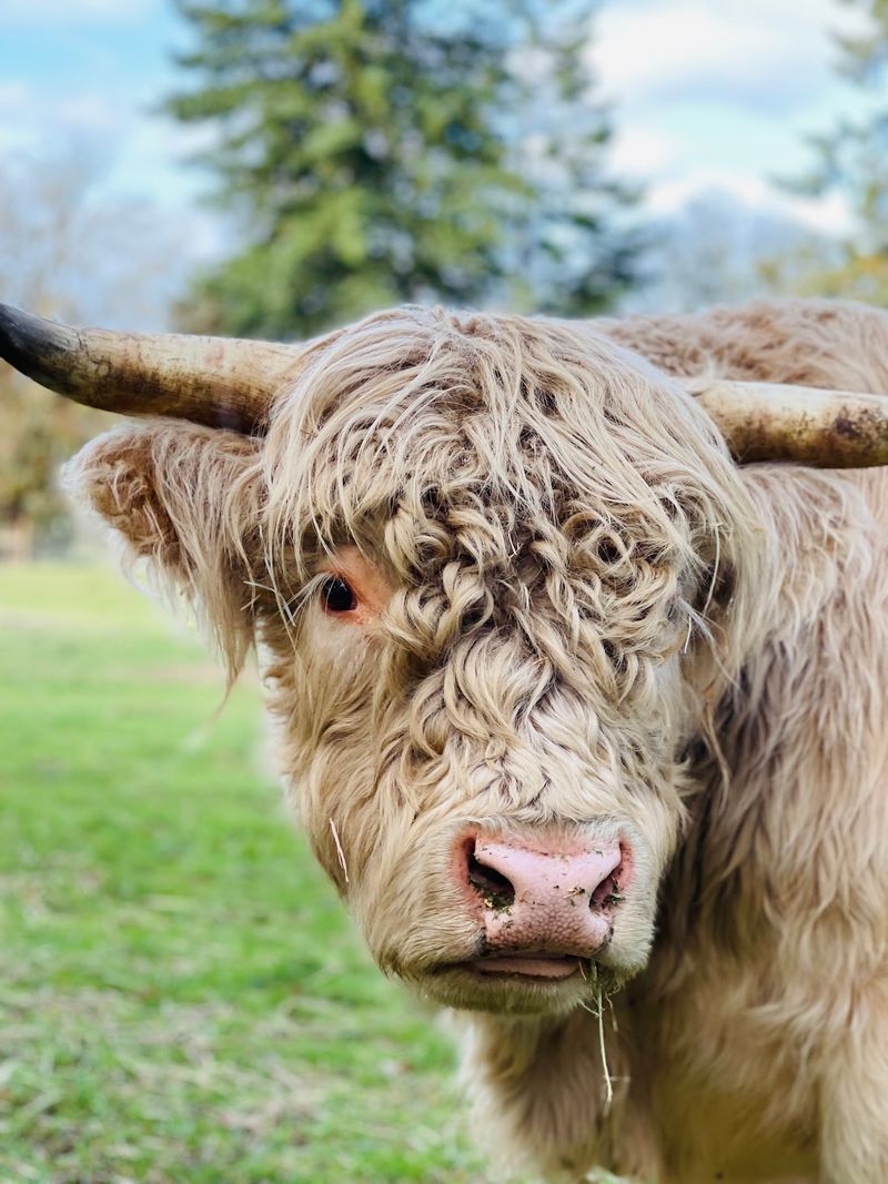 Fuzzy Highland Cattle Up Close