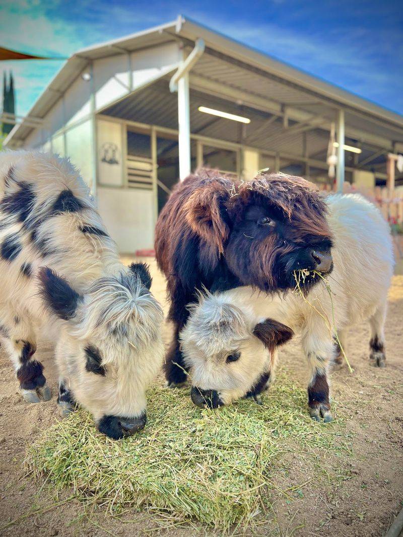 Fuzzy Highland Cows and Pint-Sized Horses Fuzzy Highland Cows and Pint-Sized Horses