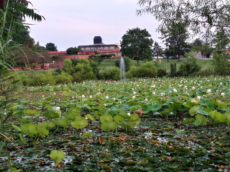 Gardens in Bloom: Roses, Lotus, and Open Sky Gardens in Bloom: Roses, Lotus, and Open Sky