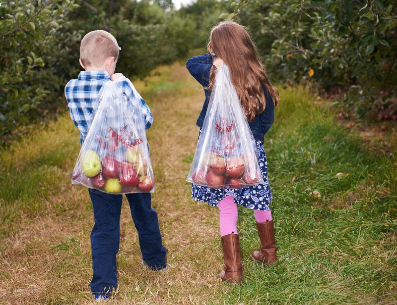 Generations Of Apple Picking Traditions