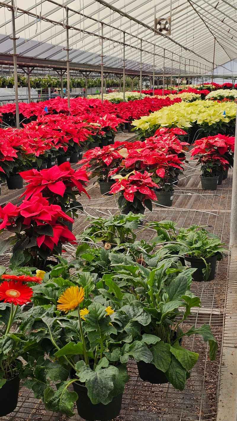 Generations of Family Dedication Behind Every Plant