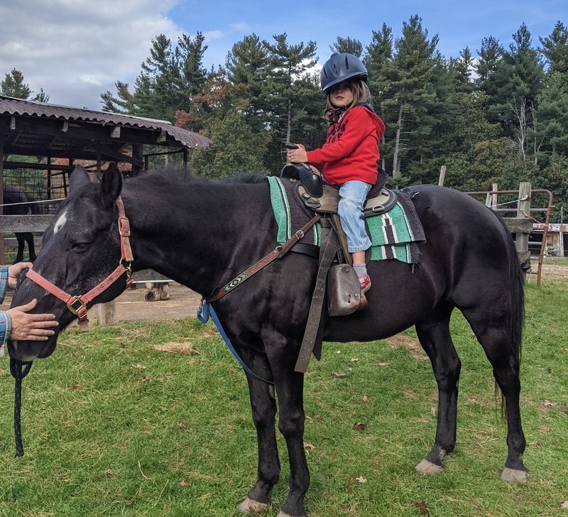 Gentle Horses Built For Beginners Gentle Horses Built For Beginners