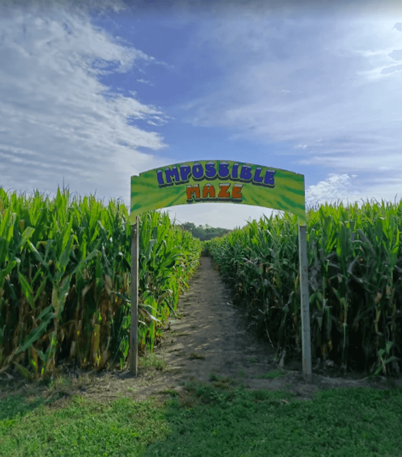 Getting Lost In The Corn Maze