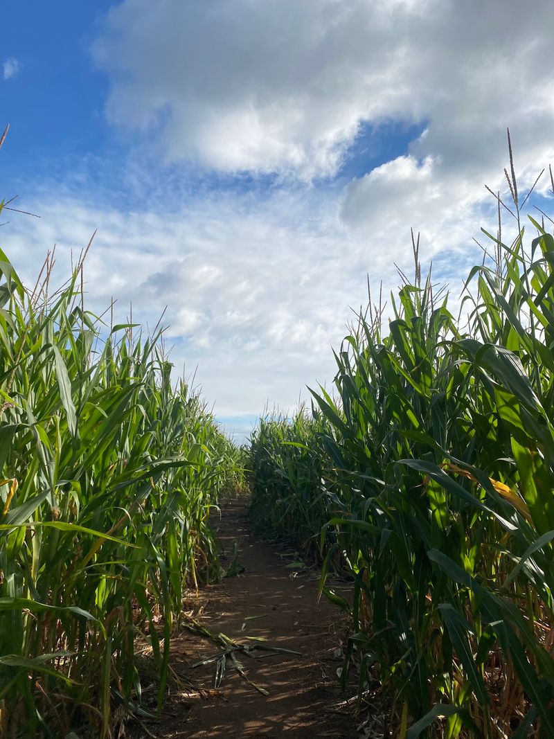 Getting Lost in the Corn Maze Getting Lost in the Corn Maze