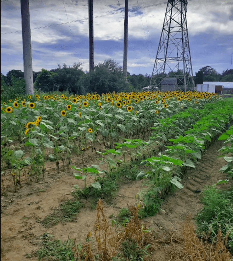 Getting Lost in the Sunflower Maze Getting Lost in the Sunflower Maze