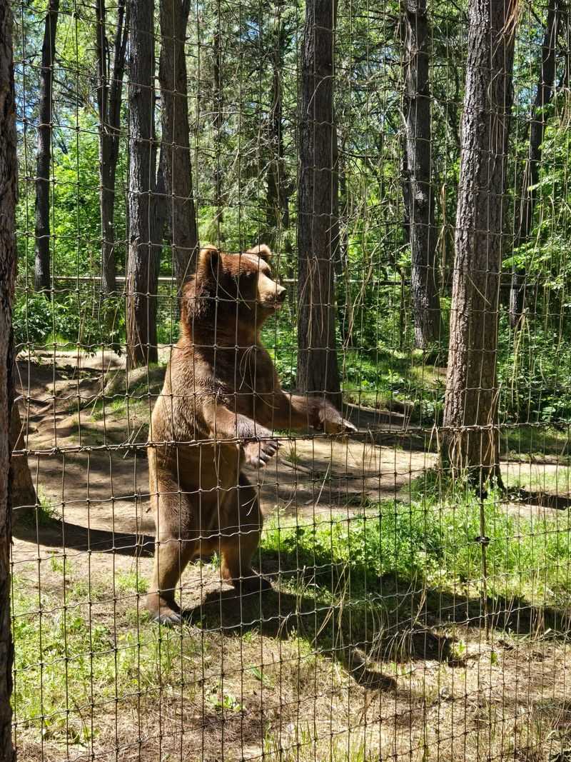 Gilbert the Grizzly, the Center's Playful Star Gilbert the Grizzly, the Center's Playful Star
