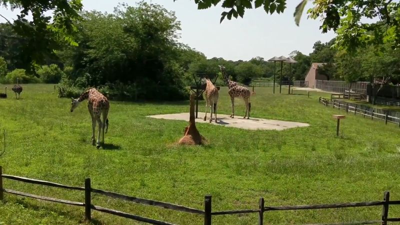 Giraffes, Zebras, And The African Savanna Crowd-Pleaser Giraffes, Zebras, And The African Savanna Crowd-Pleaser