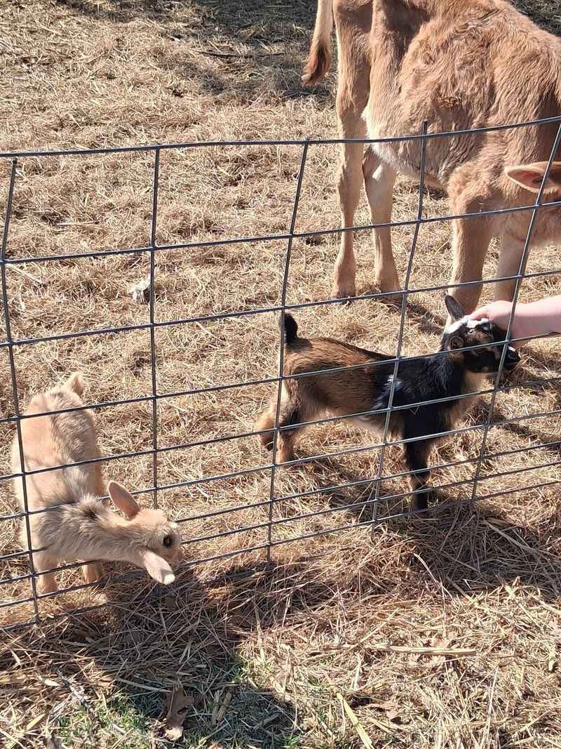 Goat Milk, Cow Milk, and Dairy Worth Driving For Goat Milk, Cow Milk, and Dairy Worth Driving For