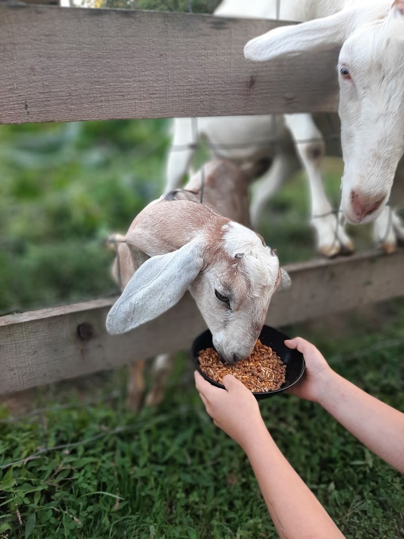 Goats, A General Store, And Grounds Worth Exploring Goats, A General Store, And Grounds Worth Exploring
