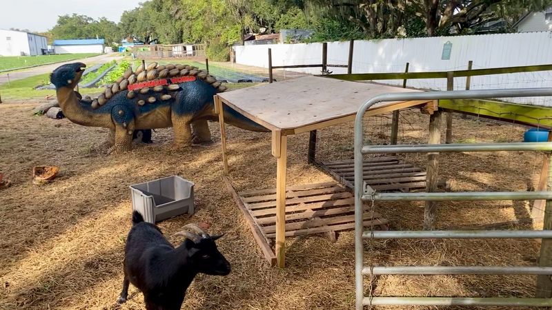 Goats, Chickens and a Playground for Little Ones