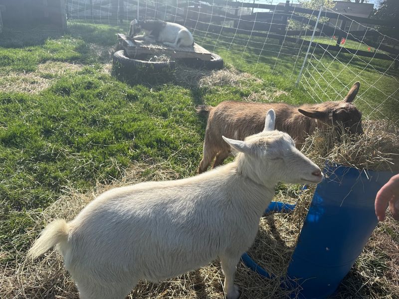 Goats, Dogs, and a Very Friendly Welcome Committee Goats, Dogs, and a Very Friendly Welcome Committee