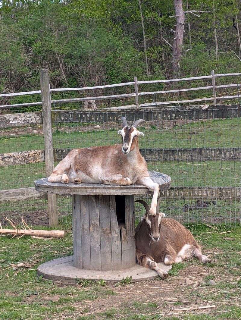 Goats, Donkeys, and a Duck Pond Goats, Donkeys, and a Duck Pond
