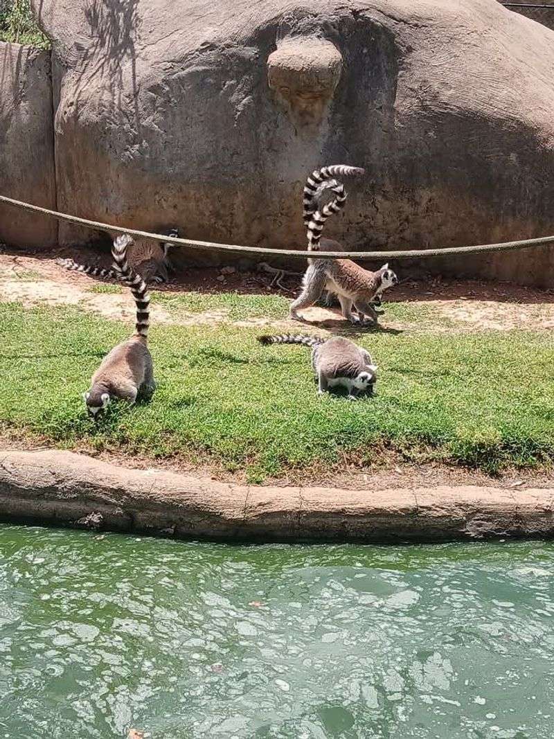 Goats, Lemurs, Lions and a Whole Lot More Goats, Lemurs, Lions and a Whole Lot More