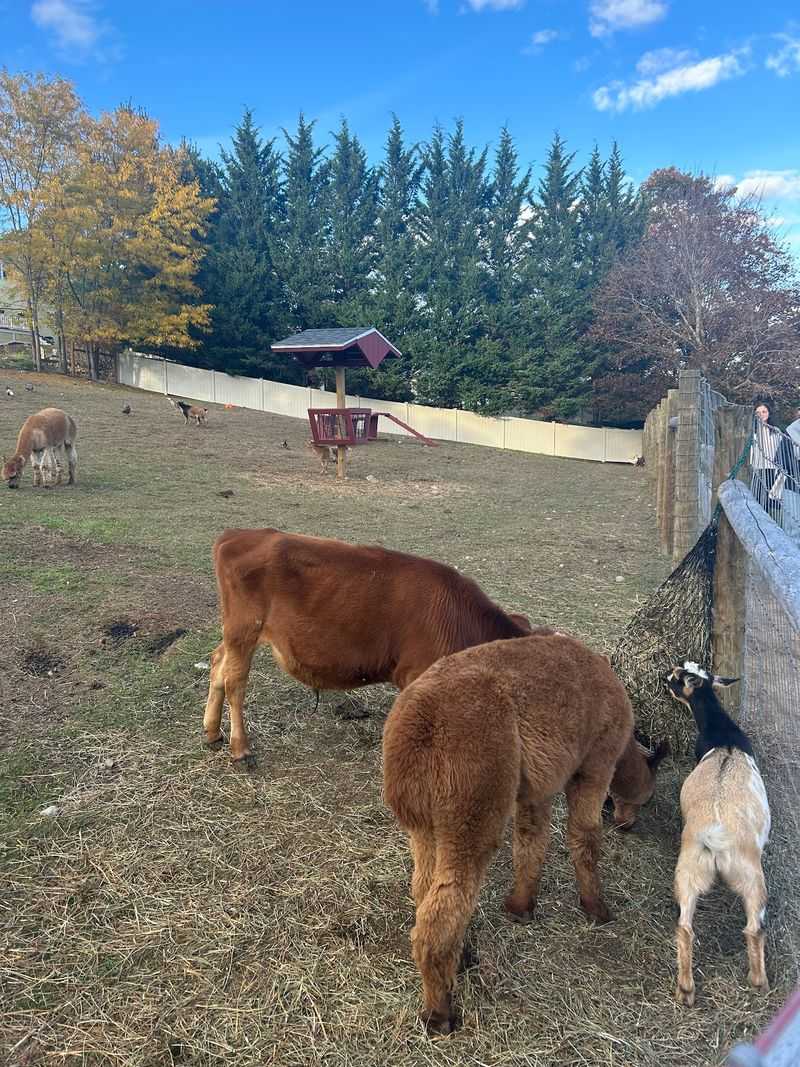 Goats, Llamas, and Tiny Fans Goats, Llamas, and Tiny Fans