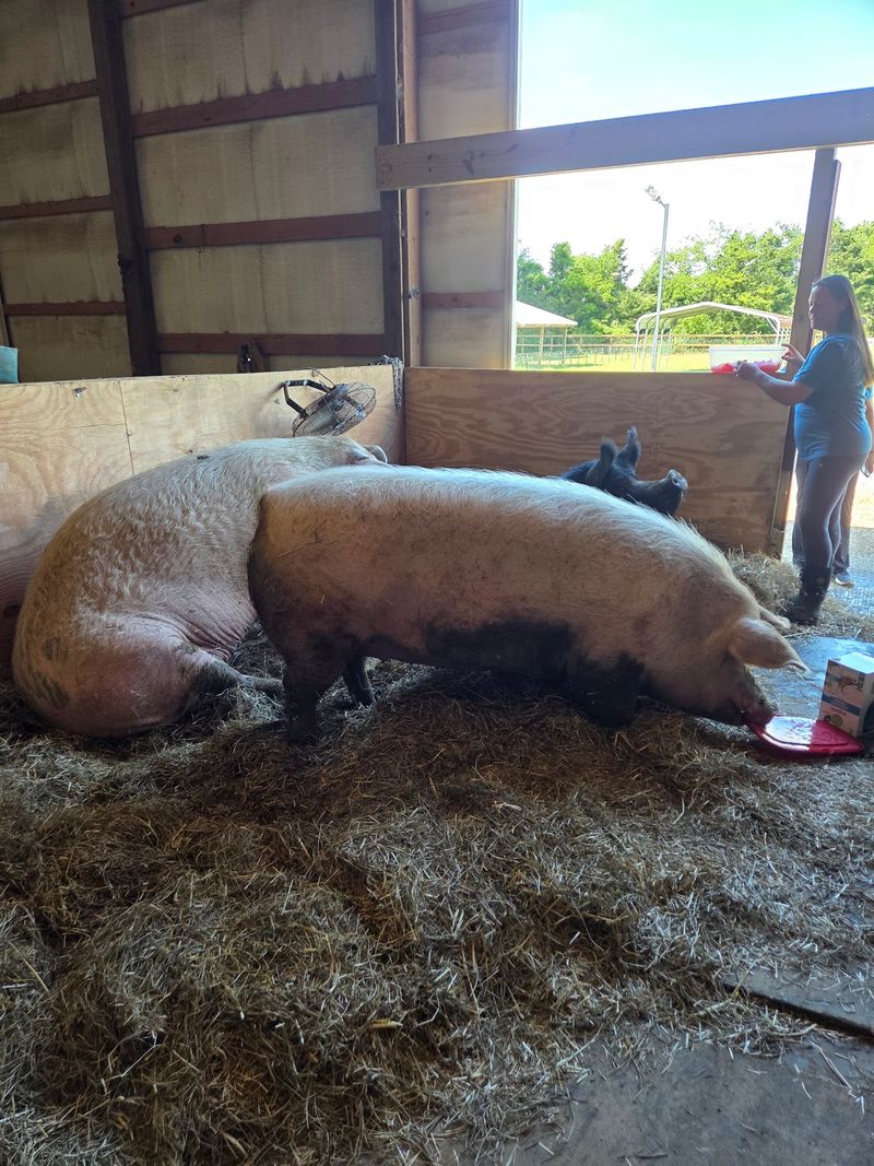 Goats, Pigs, Horses, and a Pair of Alpacas Goats, Pigs, Horses, and a Pair of Alpacas