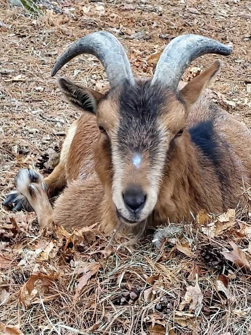 Goats, Sheep, and Donkeys With Stories to Tell Goats, Sheep, and Donkeys With Stories to Tell
