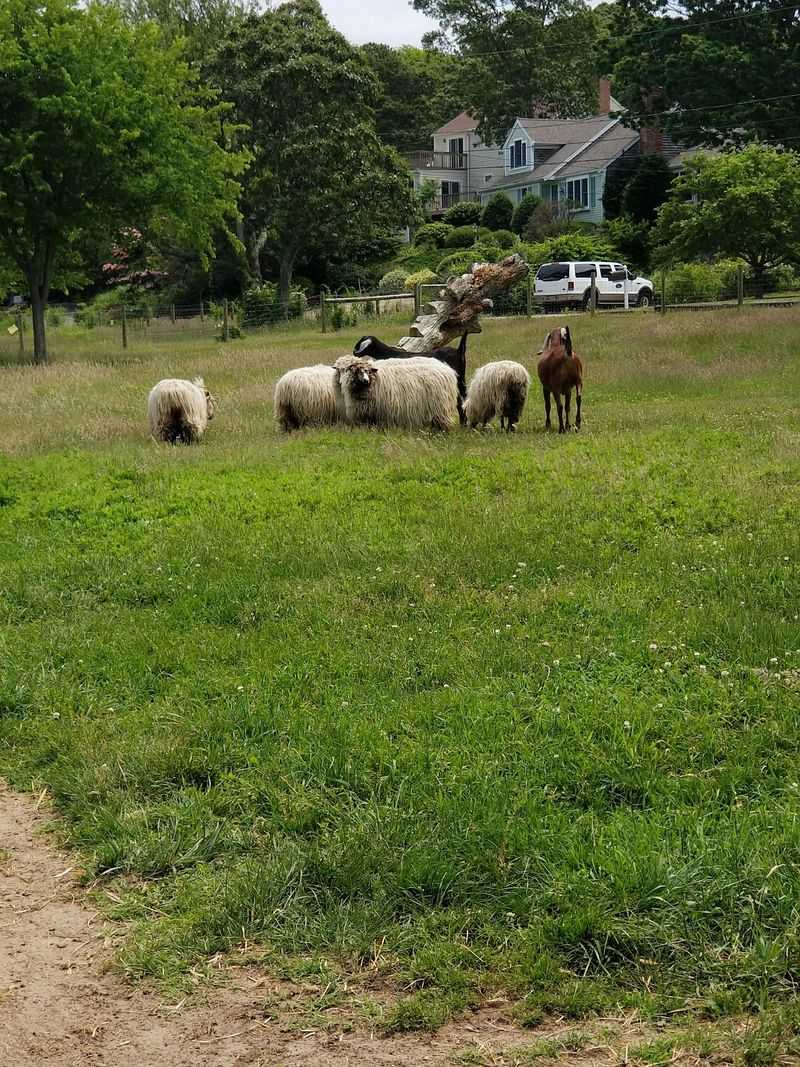 Goats, Sheep, and a Rivalry Through the Fence Goats, Sheep, and a Rivalry Through the Fence