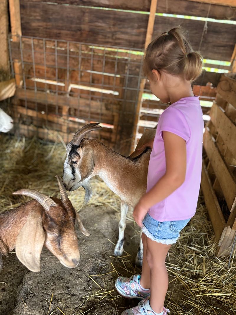 Goats With Names and Histories Goats With Names and Histories