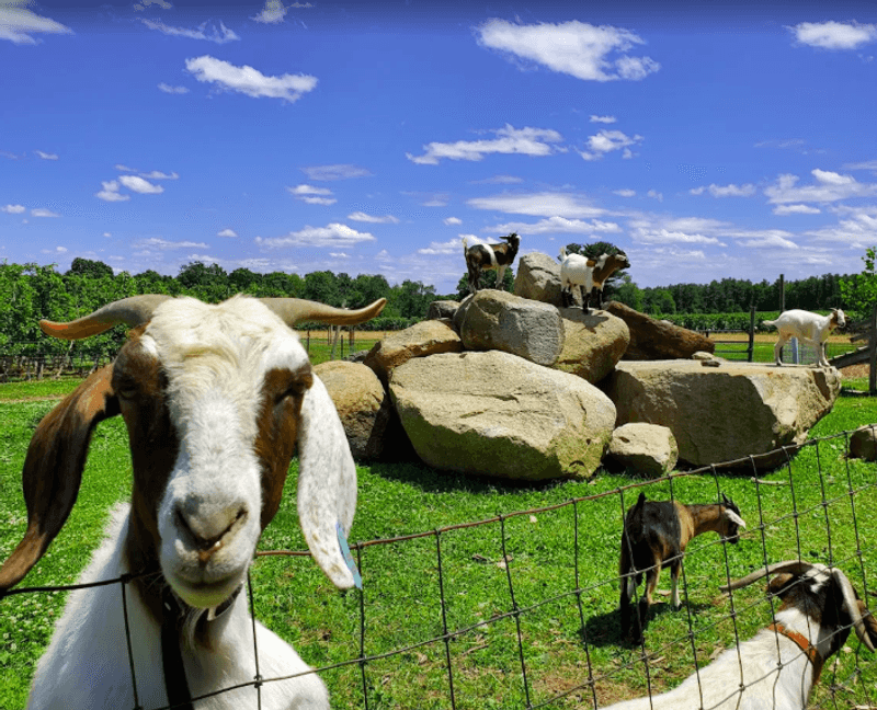 Goats, a Big Playground, and Shady Tables Goats, a Big Playground, and Shady Tables