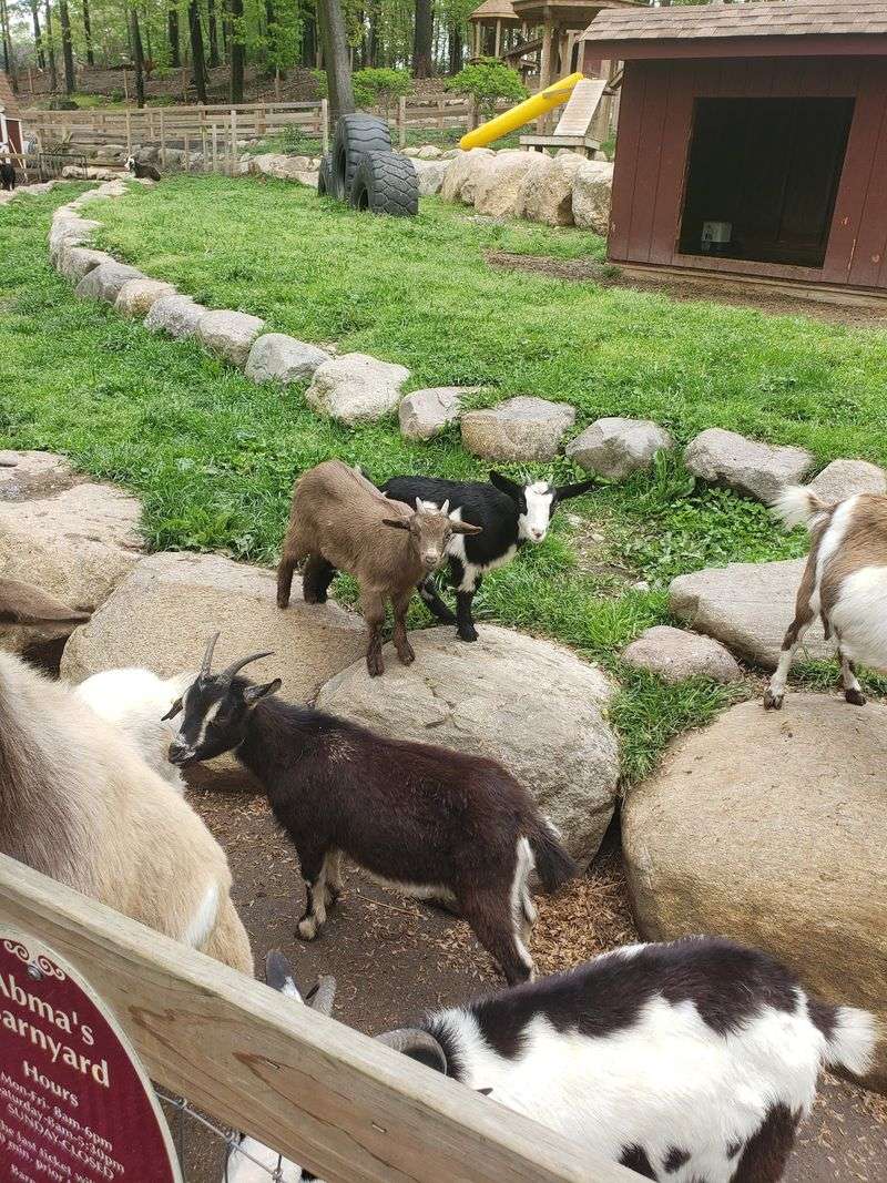 Goats with the first claim on the day