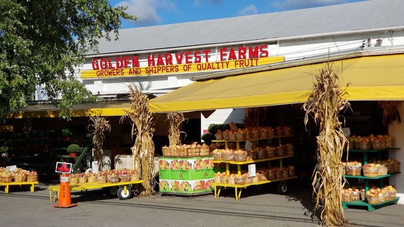 Golden Harvest Farms, Valatie, NY Golden Harvest Farms, Valatie, NY