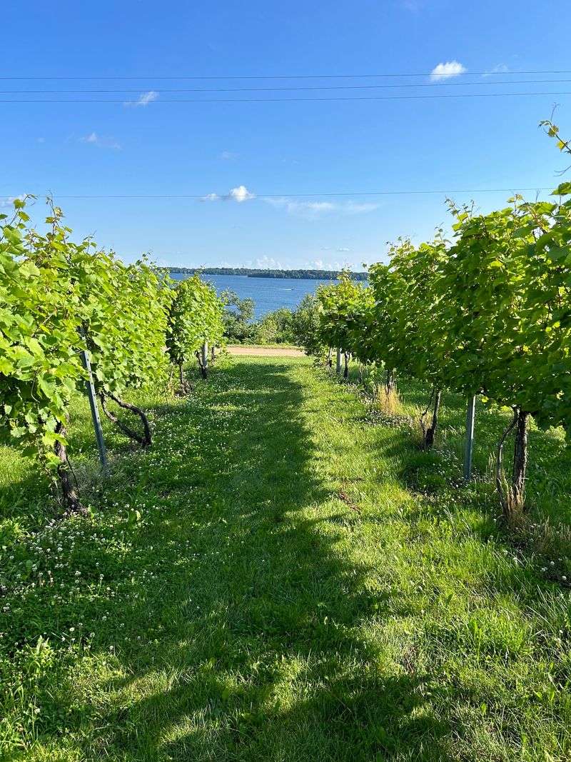 Grapes Built For Cold Country Grapes Built For Cold Country