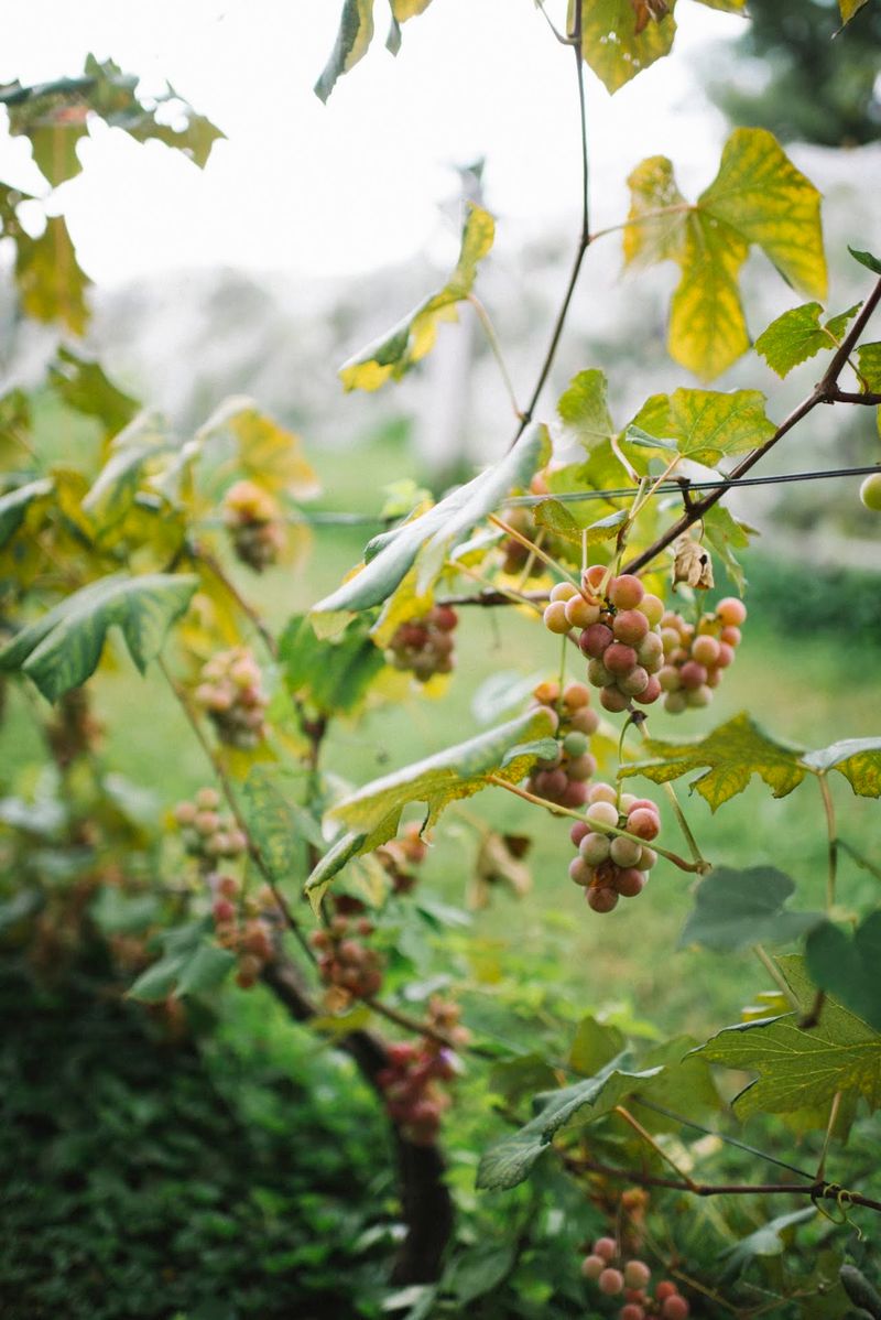 Grapevines And A Growing Vineyard Grapevines And A Growing Vineyard