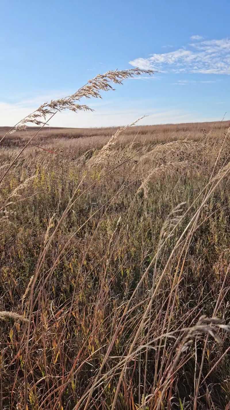 Grasses That Reach Above Your Head Grasses That Reach Above Your Head