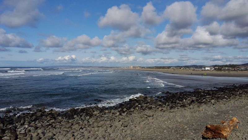 Gray Whales on the Move