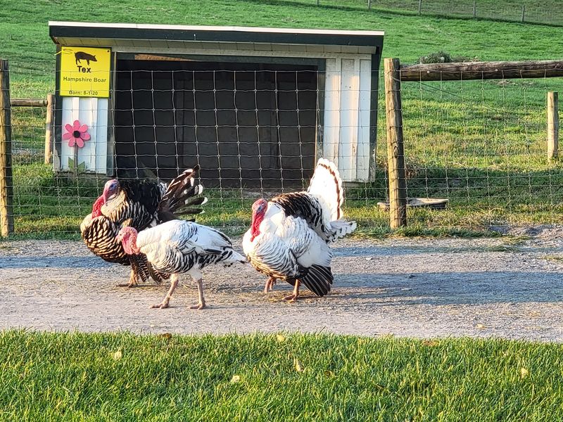 Green Meadows Petting Farm, Ijamsville, Maryland Green Meadows Petting Farm, Ijamsville, Maryland