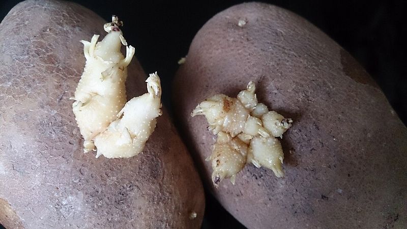 Green or Sprouted Potatoes - Worldwide Green or Sprouted Potatoes - Worldwide