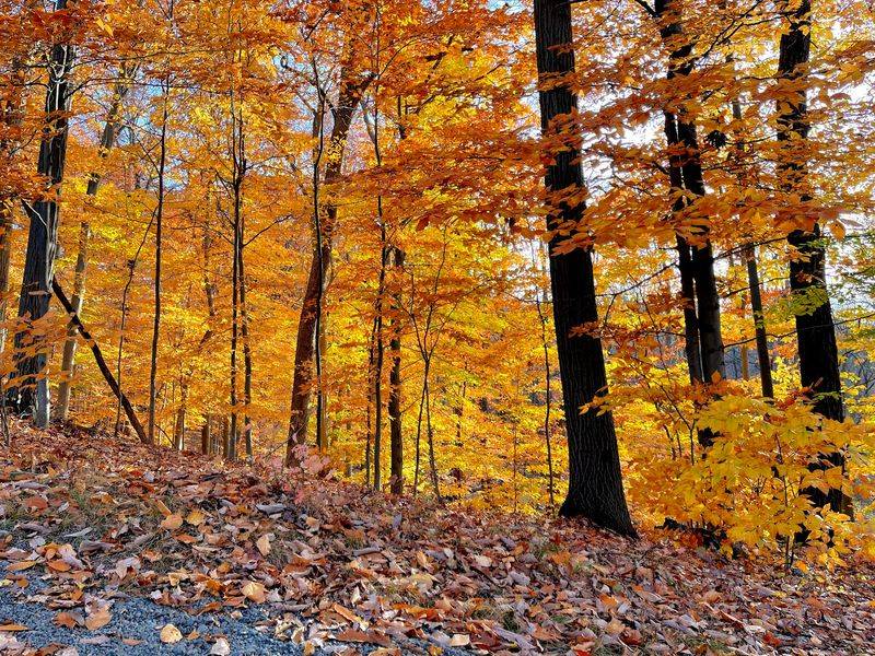 Groves, Champion Trees, And Plant Curiosity