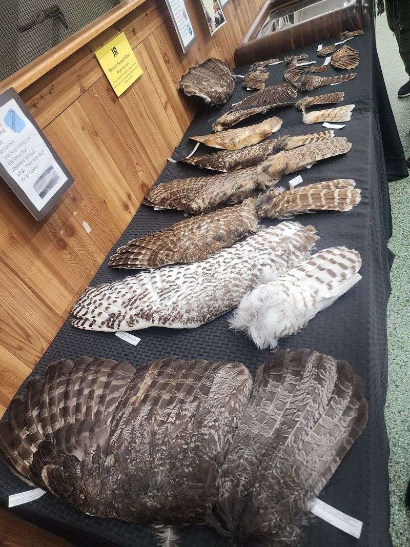 Hands-On Exhibits That Let You Feel Owl Feathers