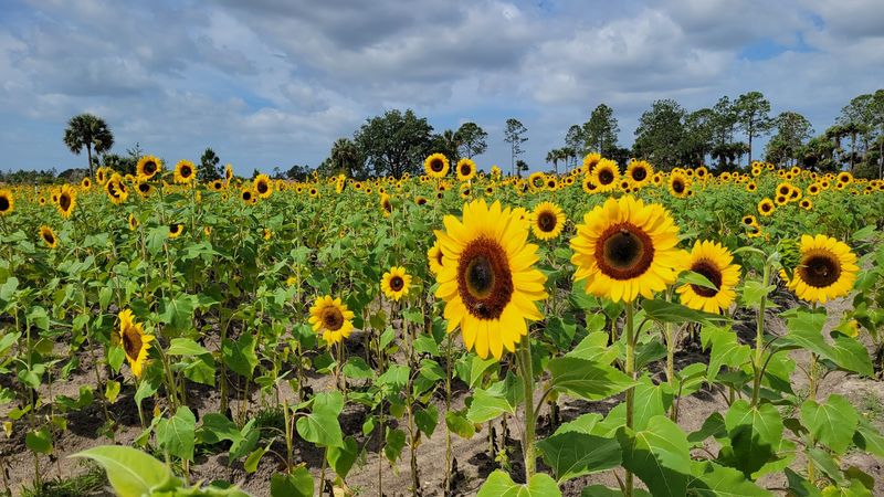 Harris Establishment Farms - U-Pick & Farm Adventures, Palm Bay, FL
