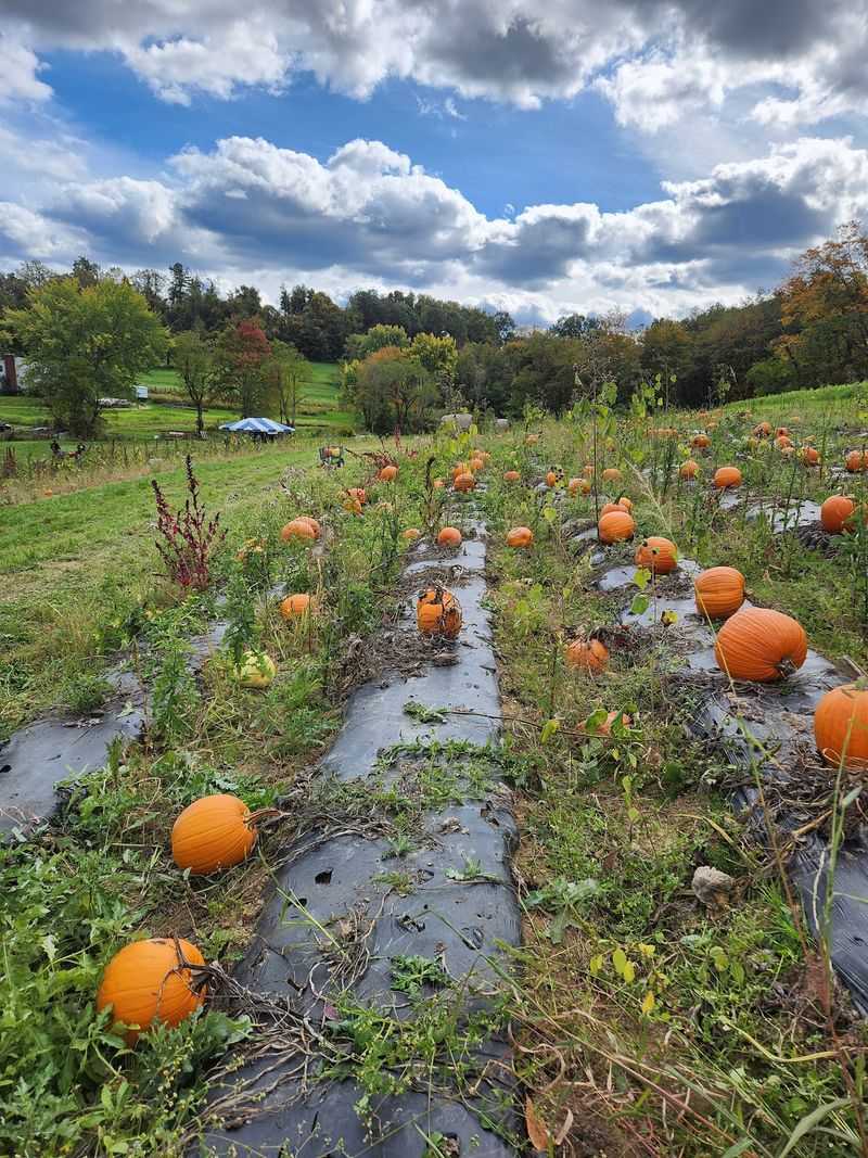 Harvest Valley Farms, Valencia, Pennsylvania Harvest Valley Farms, Valencia, Pennsylvania