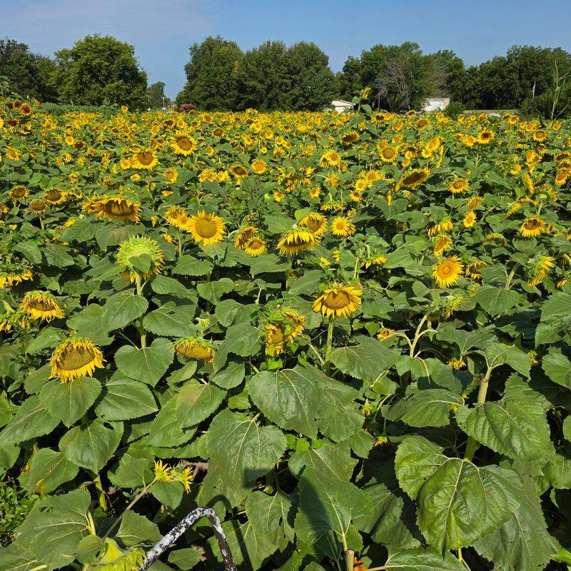 Haudrich Farm U-pick, Waterloo, IL Haudrich Farm U-pick, Waterloo, IL