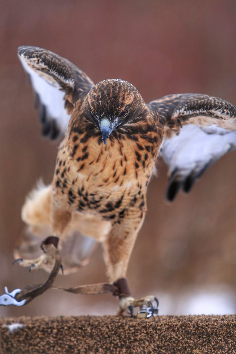 Hawks, Owls, Eagles, Falcons, And More Hawks, Owls, Eagles, Falcons, And More