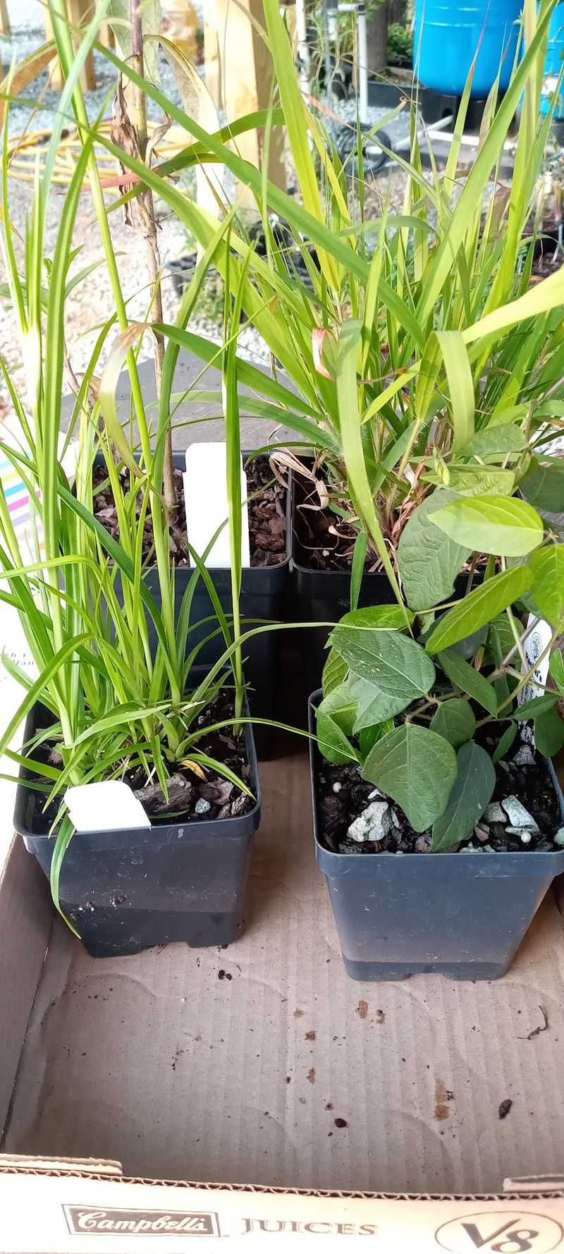 Healthy Plants With Roots Ready to Grow Healthy Plants With Roots Ready to Grow