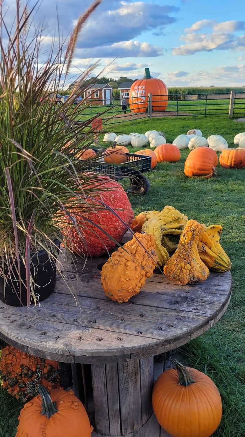 Heaps Giant Pumpkin Farm, Minooka, IL Heaps Giant Pumpkin Farm, Minooka, IL