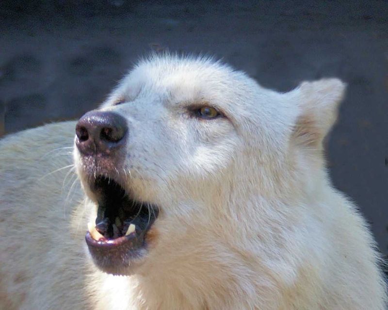 Hearing the Wolves Howl Up Close Hearing the Wolves Howl Up Close