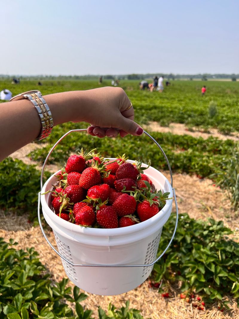 Heider's Berry Farm, Woodstock, IL Heider's Berry Farm, Woodstock, IL