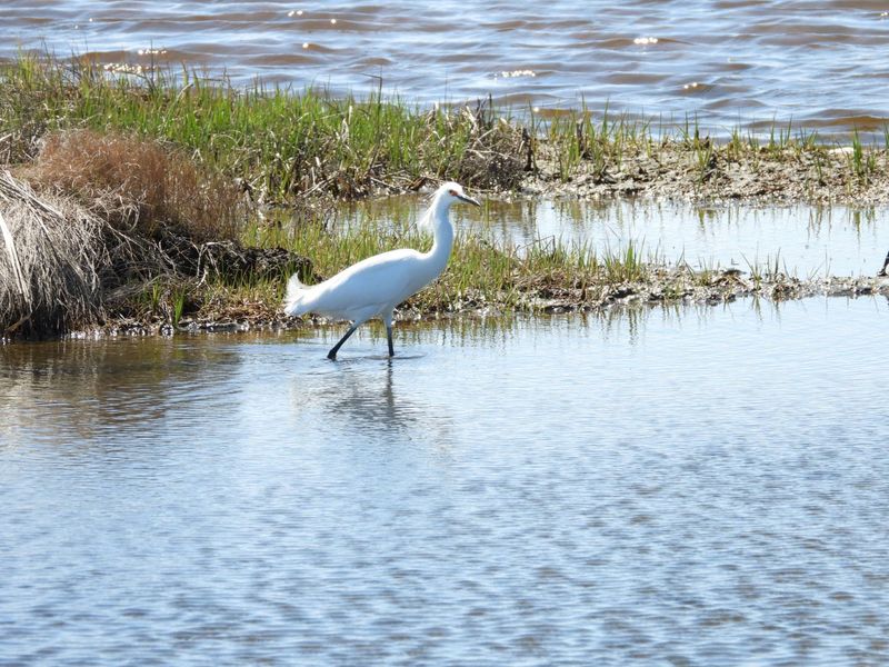 Herons, Hawks, and Snowy Owls Herons, Hawks, and Snowy Owls