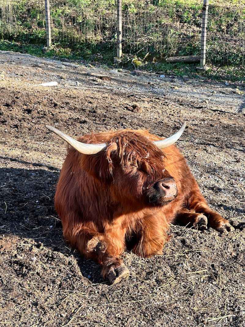 Highland Cows and the Giants of the Farm Highland Cows and the Giants of the Farm