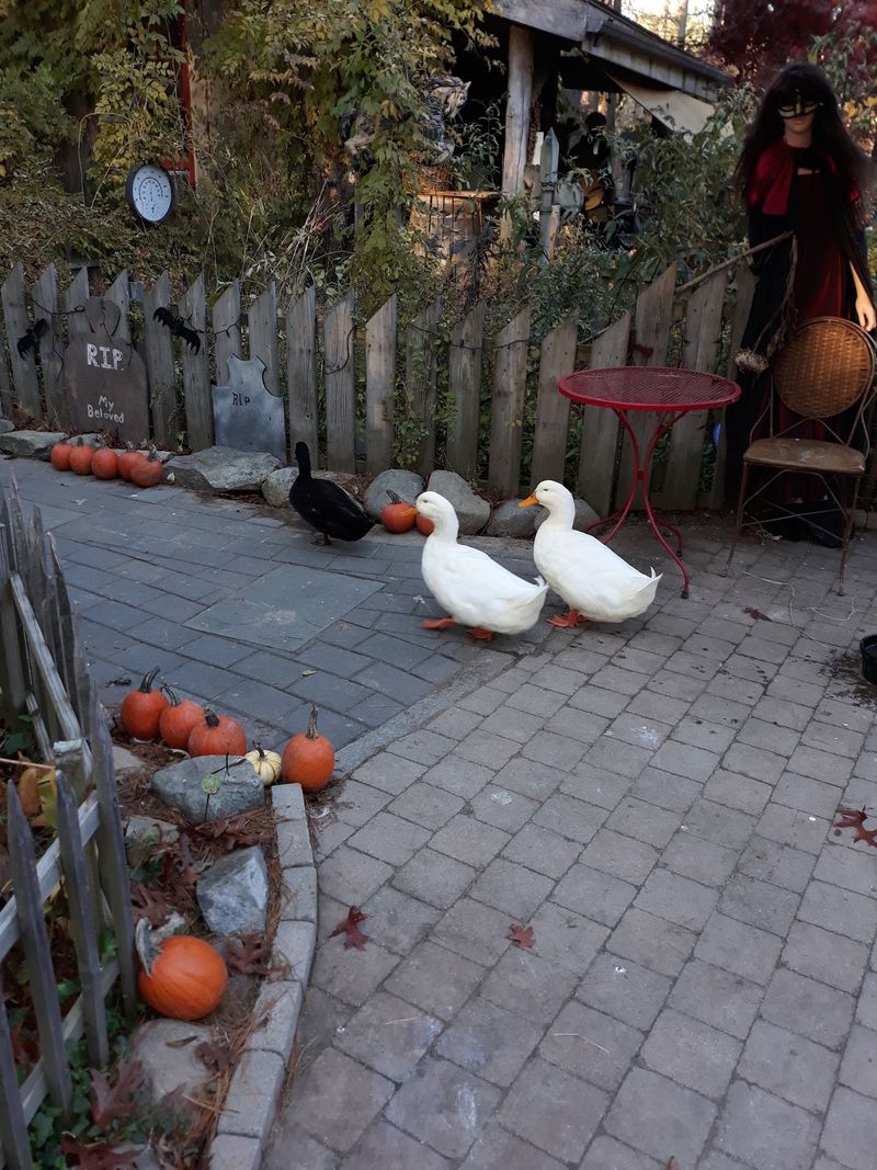 Holiday Decorations and Seasonal Traditions Holiday Decorations and Seasonal Traditions
