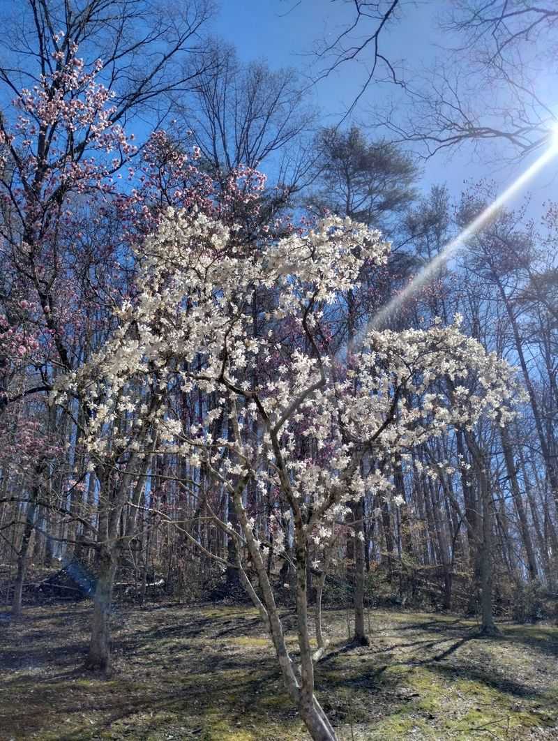 Holly, Dogwood, And Collections Worth The Trip Holly, Dogwood, And Collections Worth The Trip
