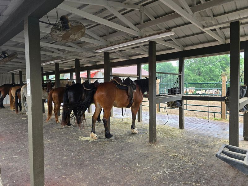 Horse Care That Visitors Notice