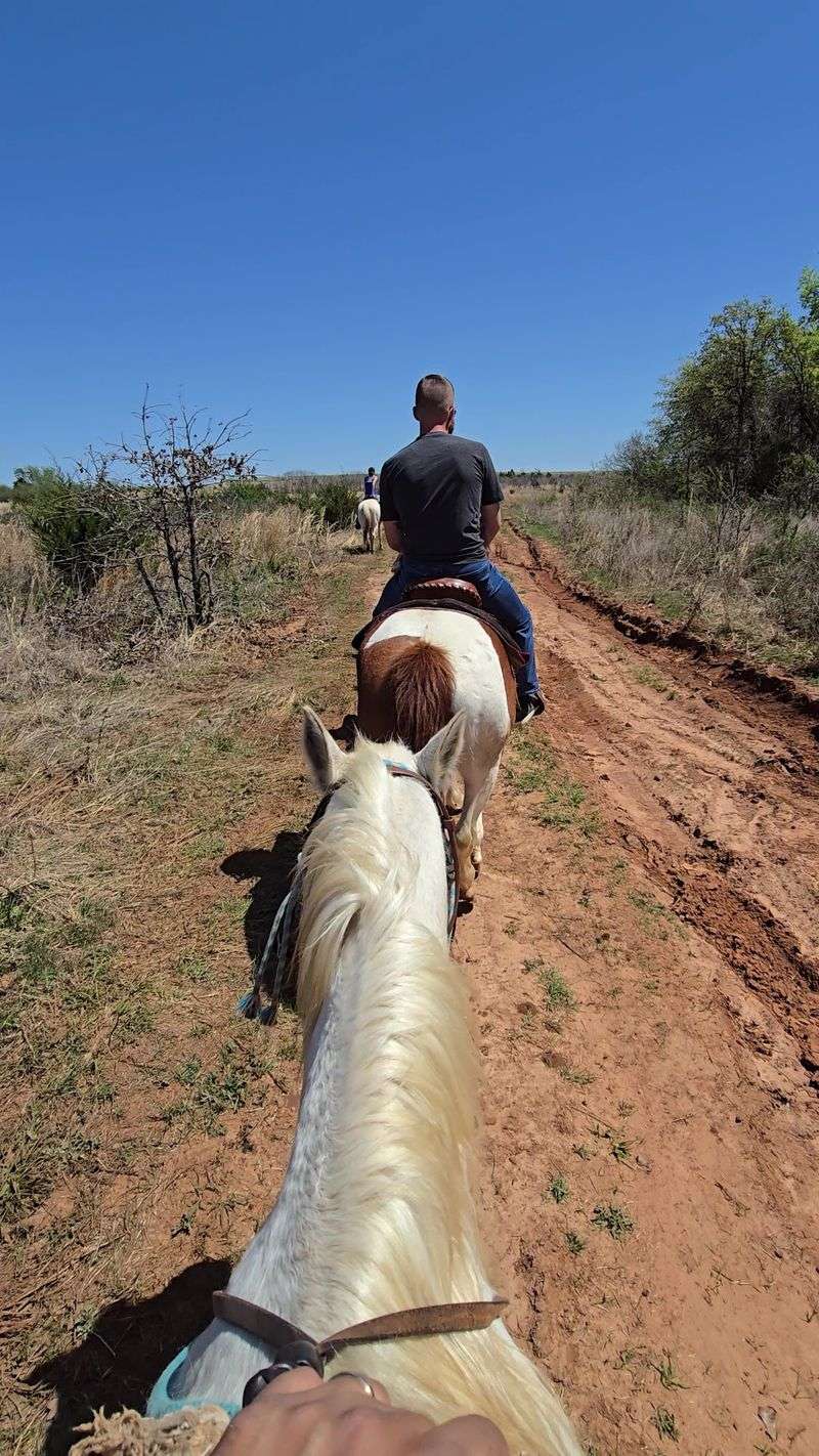 Horse Matching - Finding Your Perfect Riding Partner Horse Matching - Finding Your Perfect Riding Partner